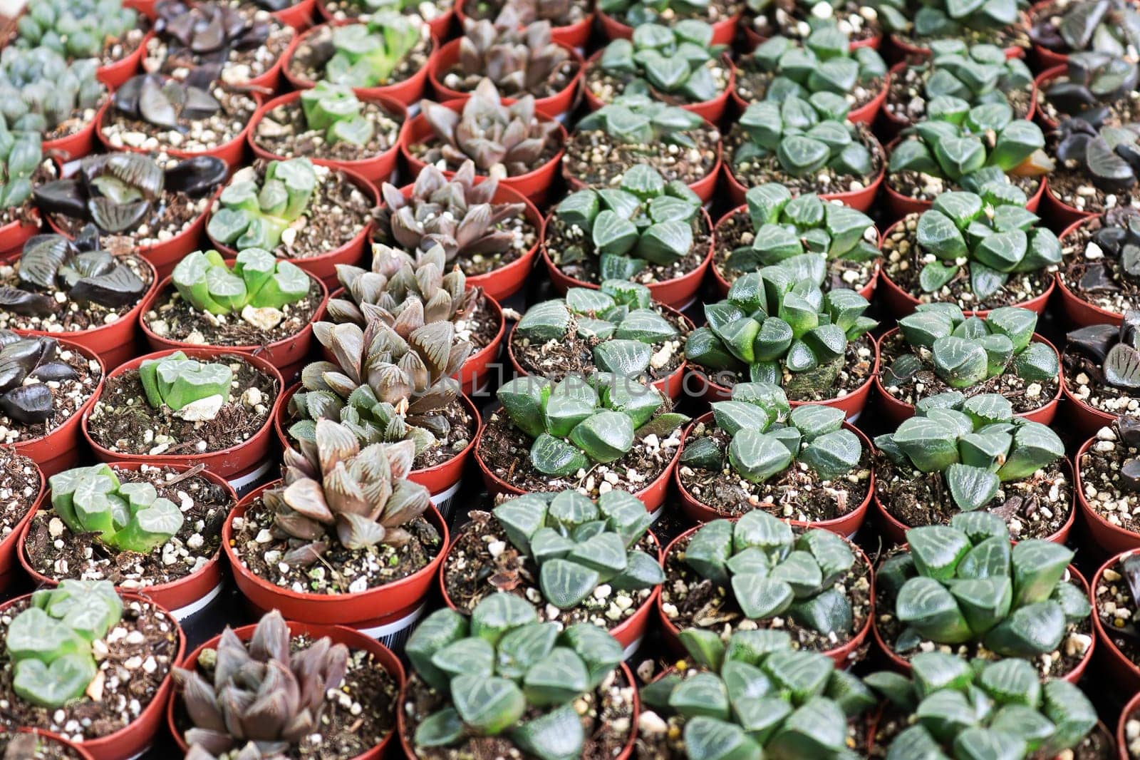 Rows of Ice Haworthia plants in seedling tray pots.