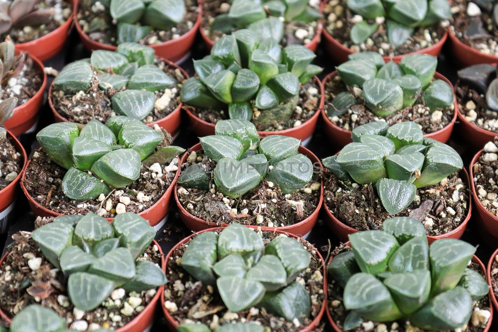 Rows of Ice Haworthia plants in seedling tray pots.