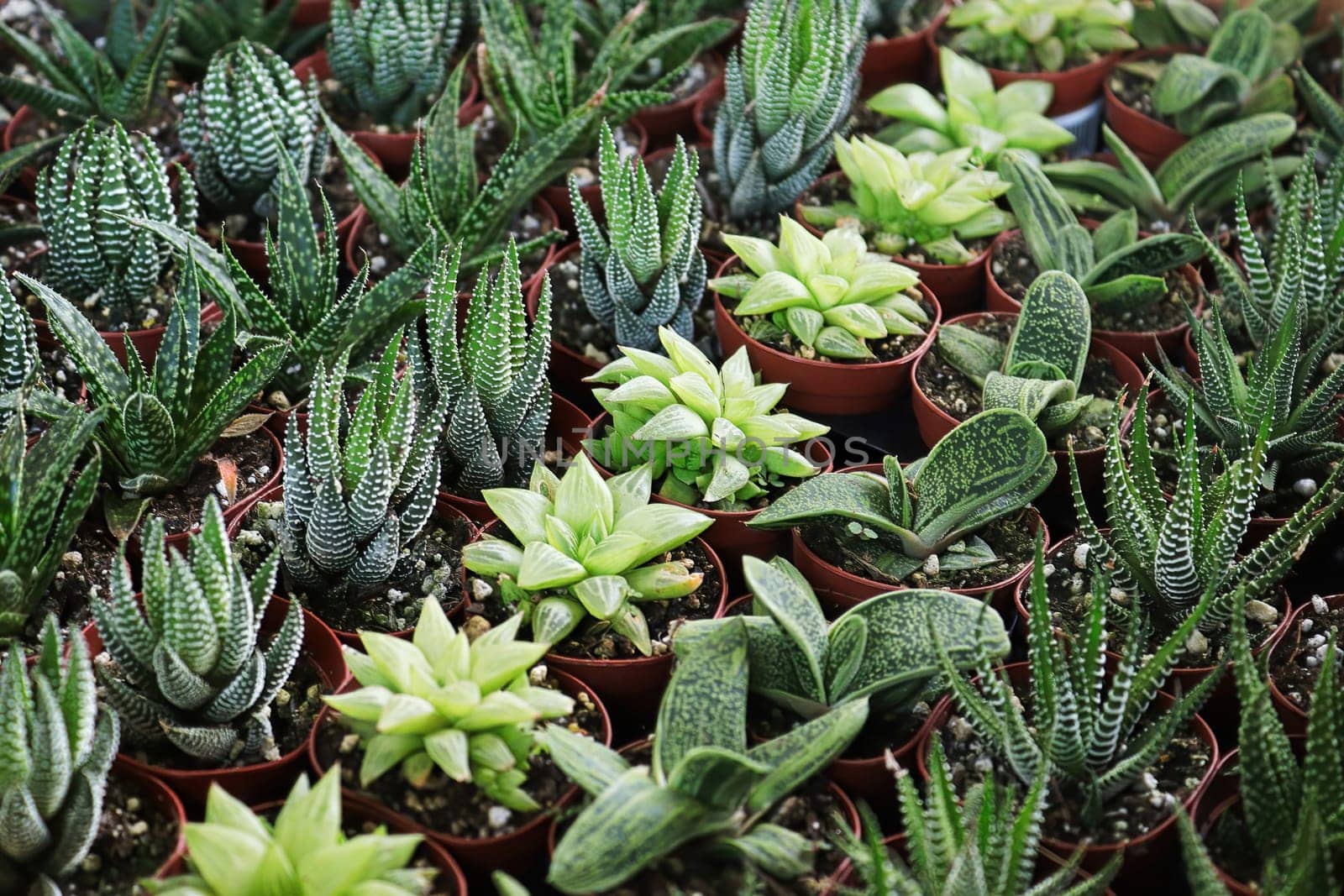 Rows of tiny Haworthia, Little Warty and aloe plants.