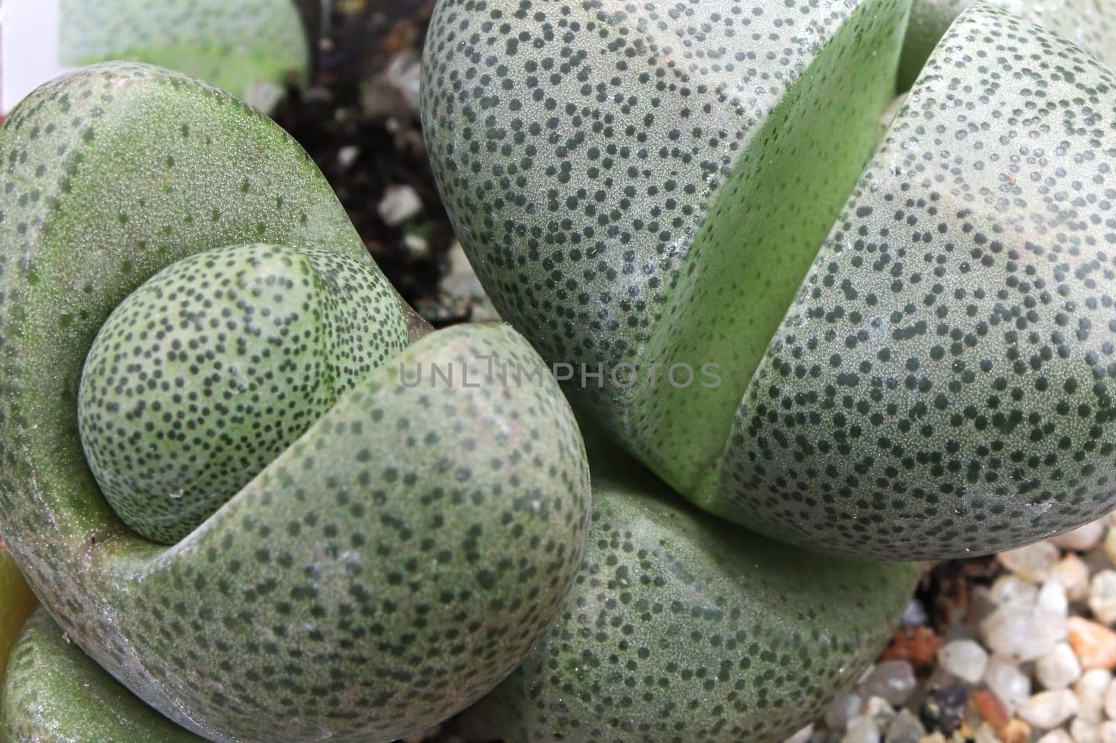 Macro of the split on a Living Stone succulent.