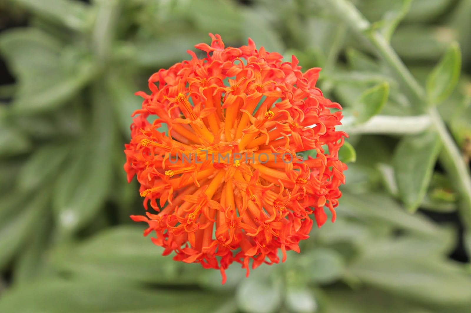 Macro of a orange flower on a senecio succulent plant.