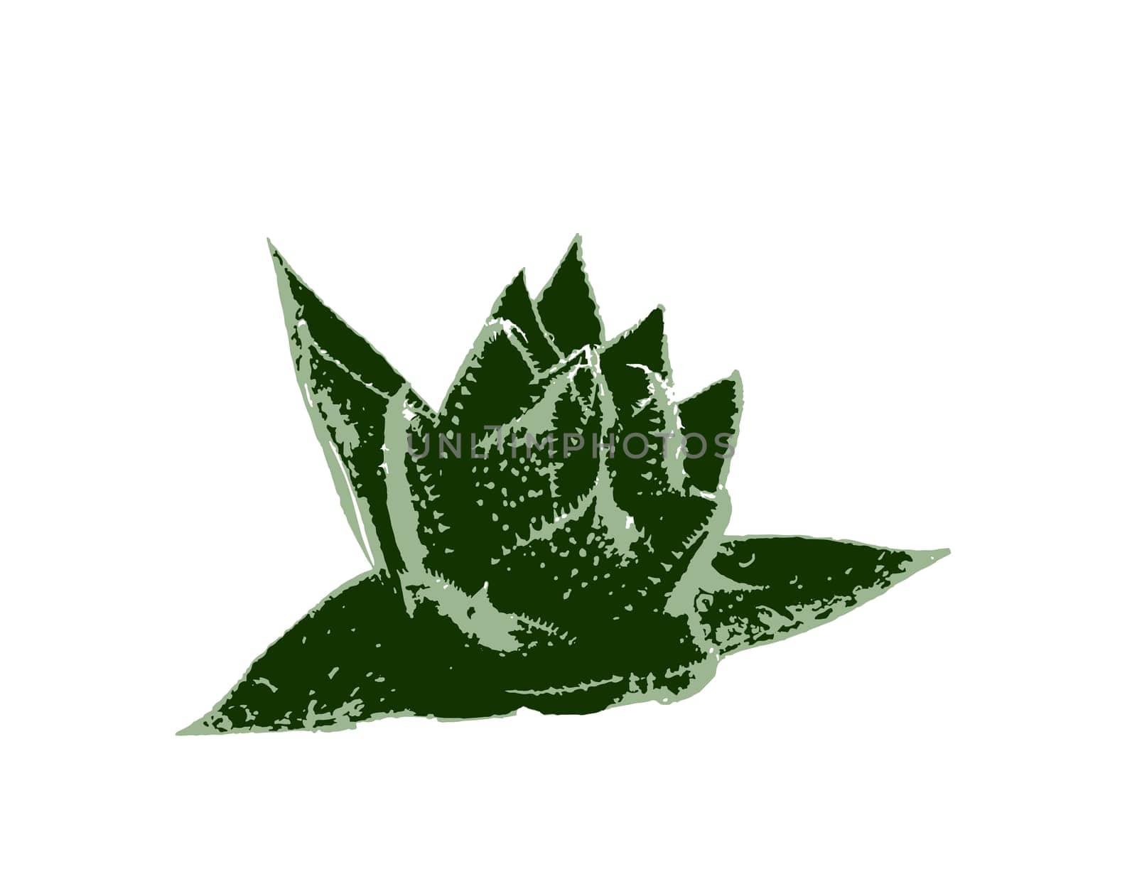 Aloe vera plant isolated on white background. Aloe vera is a succulent plant species of the genus Aloe. It is cultivated for agricultural and medicinal uses