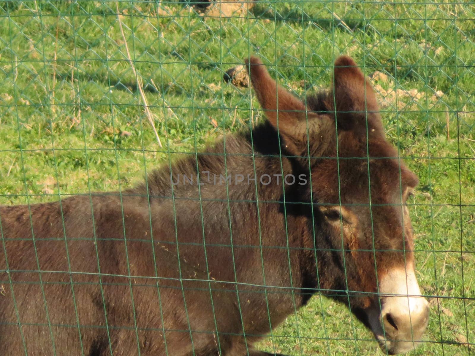 domestic animal donkey meek old brown donkey
