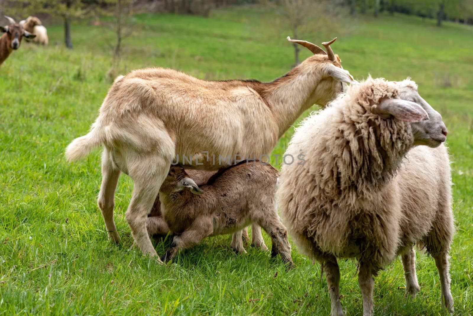 Two suckling young domestic goats in a meadow with sheep and mother goat
