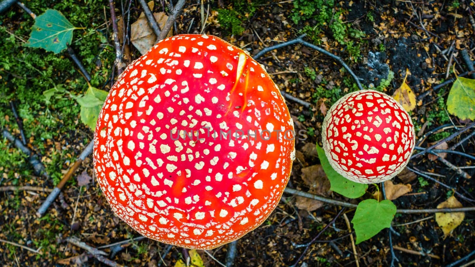 Top-down view of amanita mushroom cap in a Russian forest