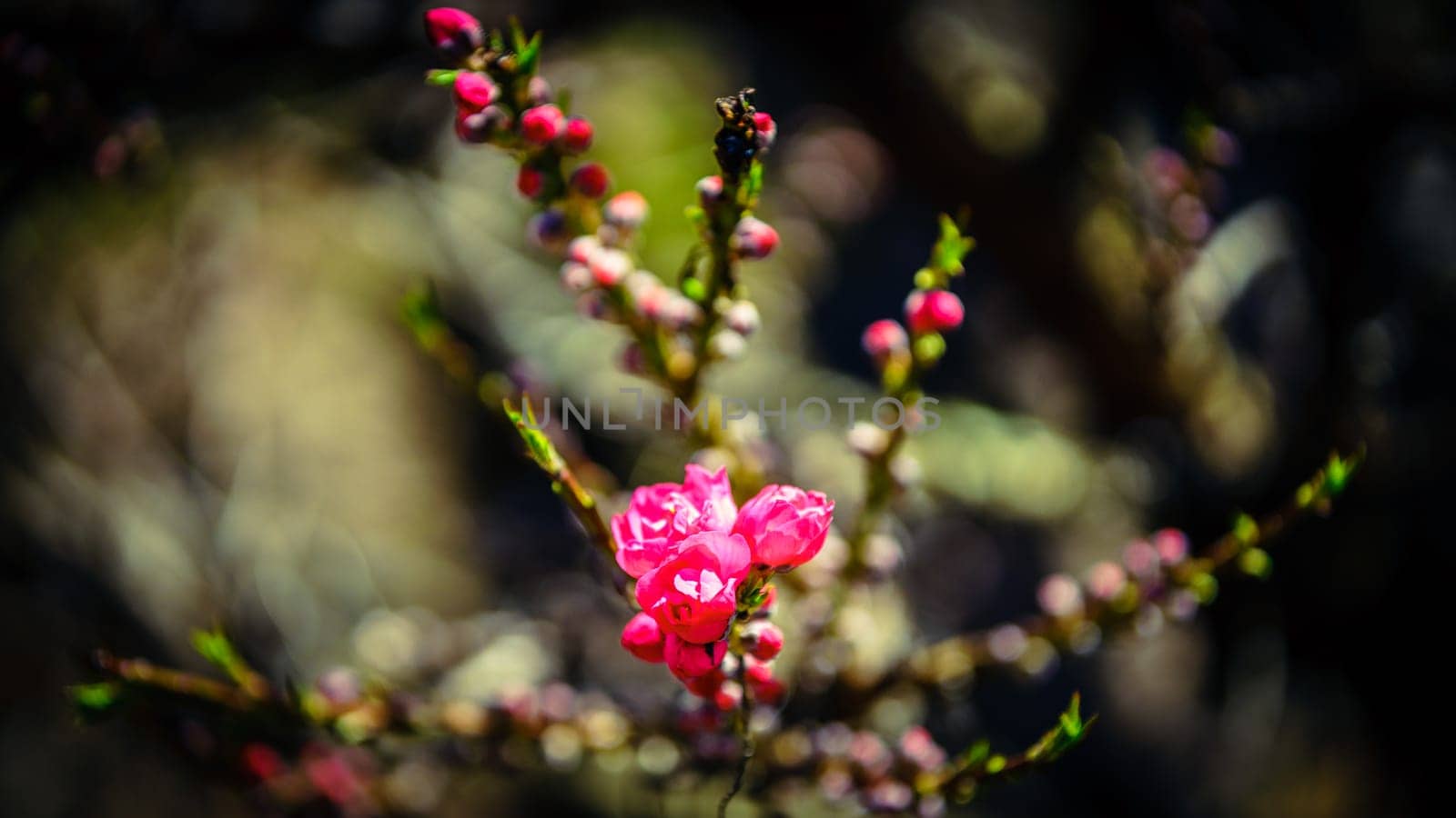 First blooms of Corinthian Rose Flowering Peach tree in spring