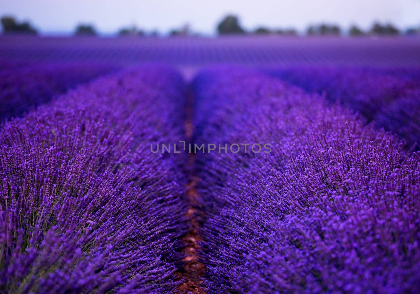 lavender field in summer purple aromatic flowers near valensole in provence france