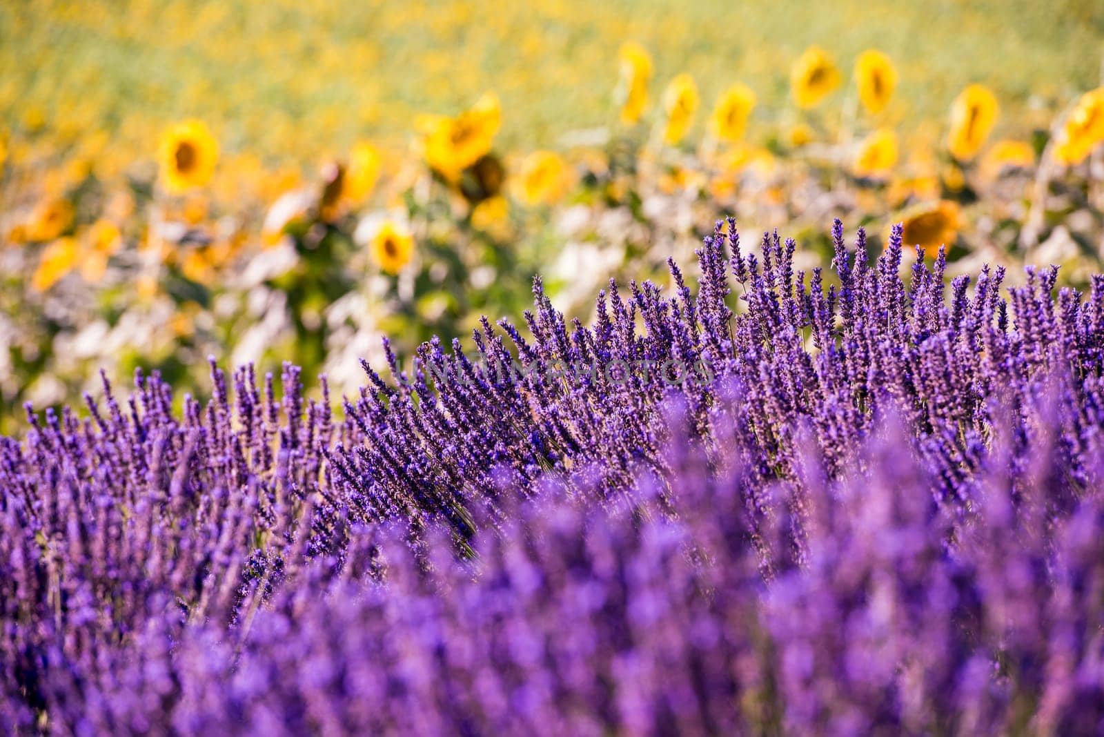 Close up Bushes of lavender purple aromatic flowers at lavender field in summer near valensole in provence france