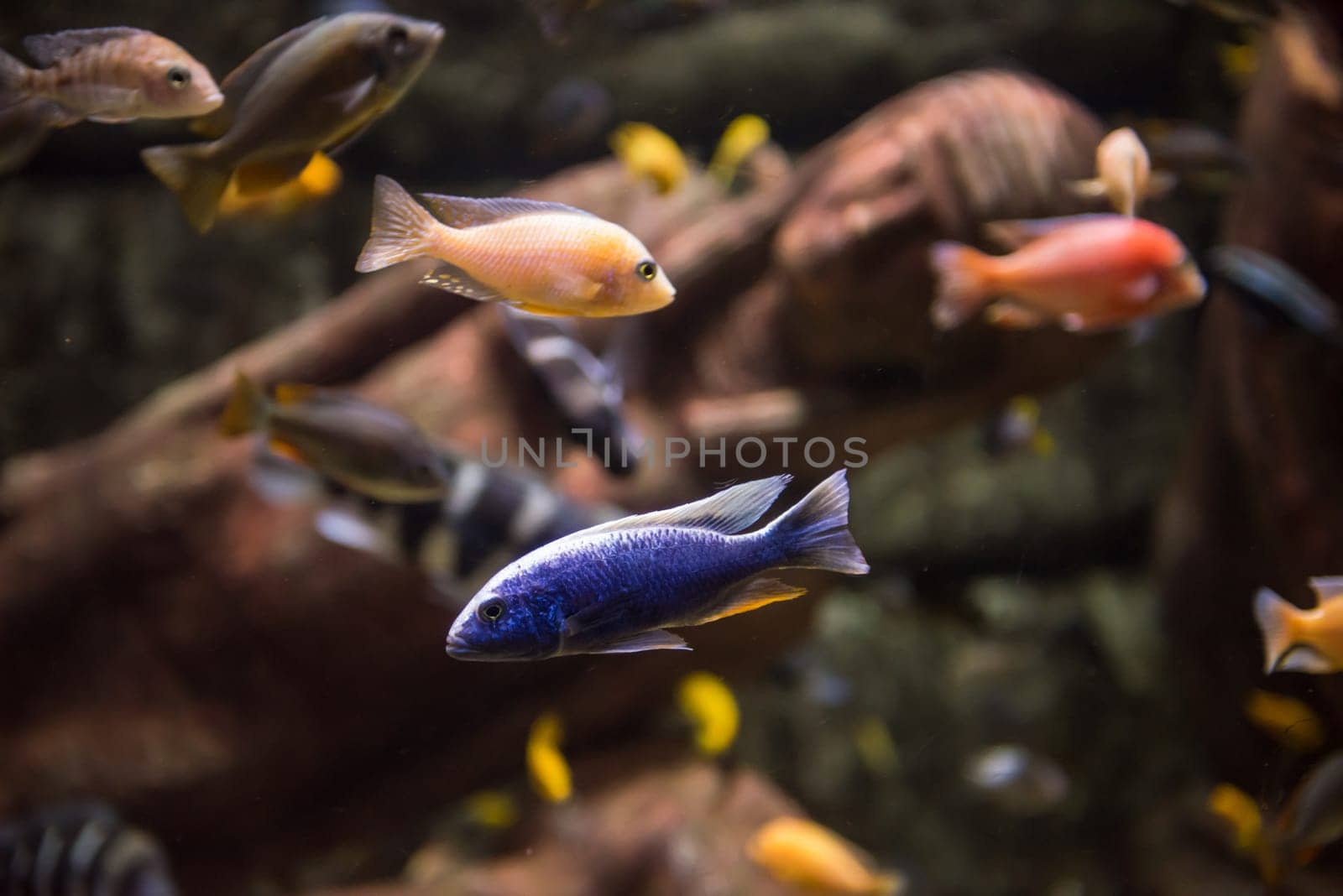 big tropical freshwater aquarium with colorful fishes and plants