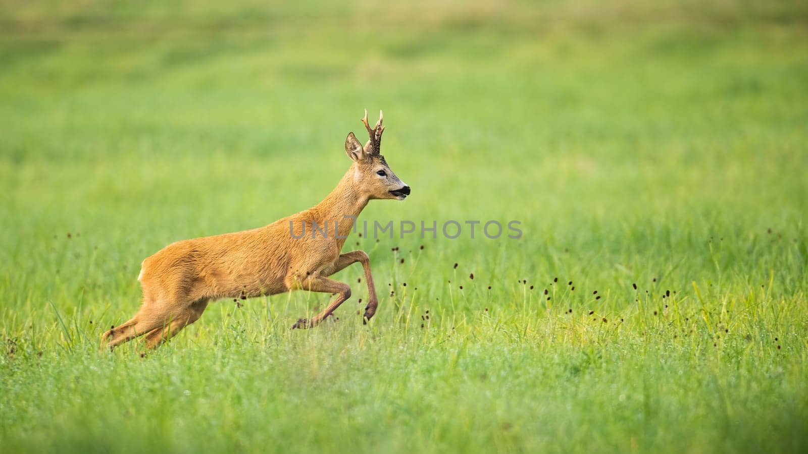 Roe deer, capreolus capreolus, disturbed on the vibrant green meadow in summer. Cute buck jumping on the sunny field with space for text. Animal wildlife jumping in the grass in the summertime.
