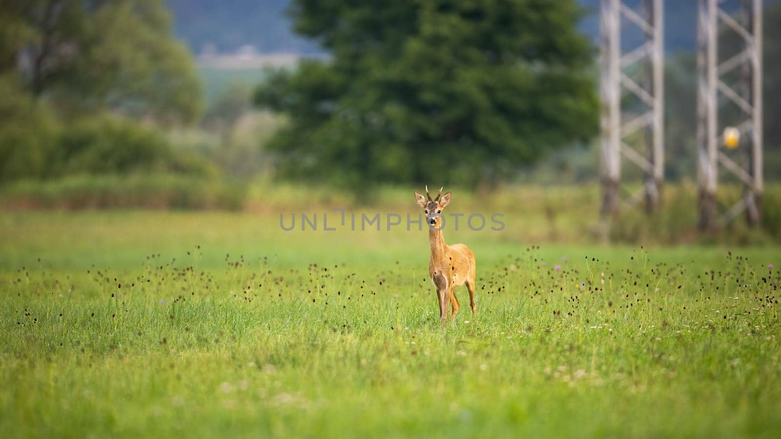 Roe deer, capreolus capreolus, moving on grass next to electric tower in summer. Young roebuck looking on meadow near the pole. Brown mammal walking on glade.