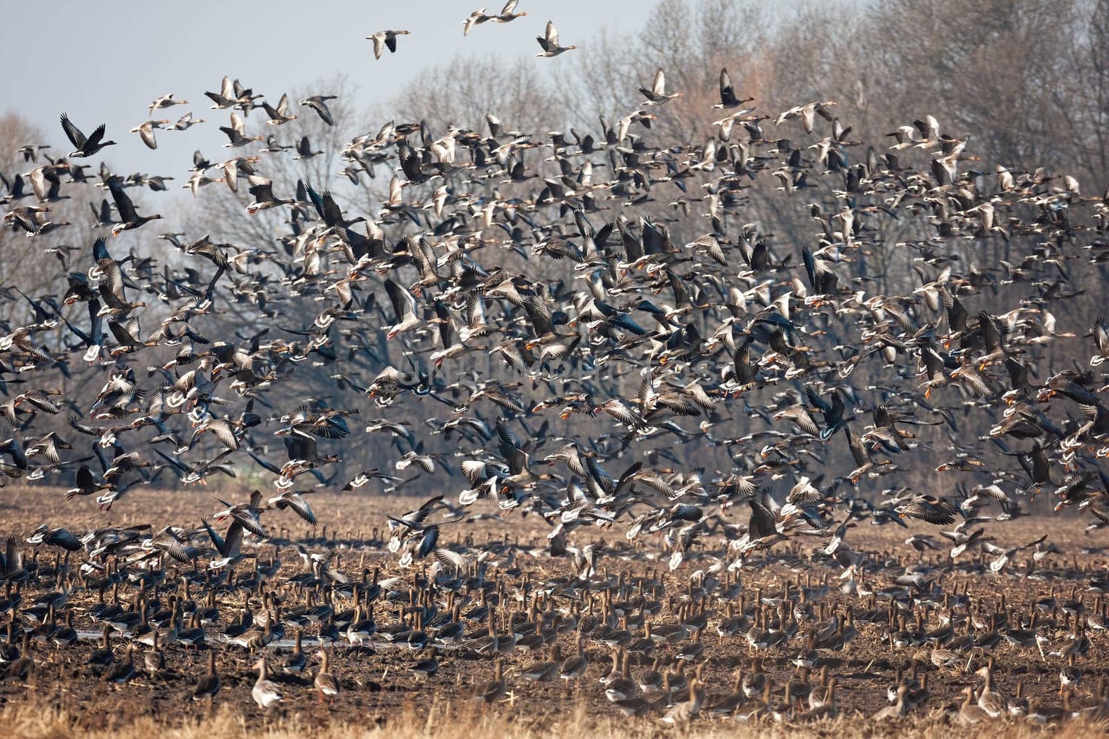 Flock of greylag goose, anser anser, taking off from field in autumn nature. Many grey birds landing on stubble in spring. Winged animals flying over the dry grassland.
