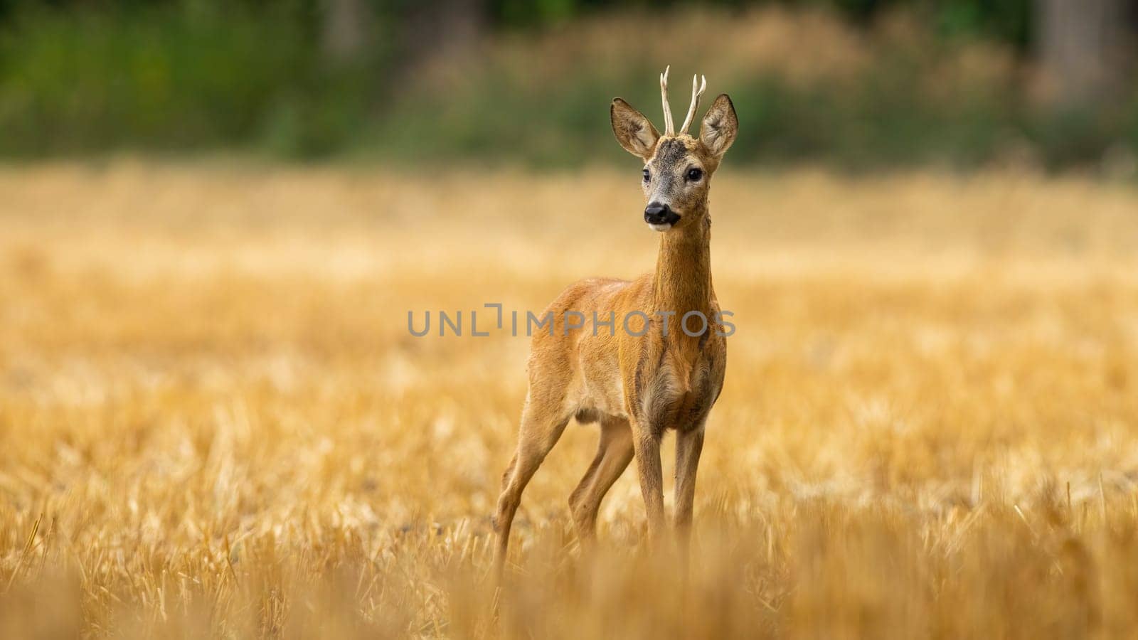 Young roe deer, capreolus capreolus, with small antlers on stubble in summer. Attentive male mammal observing the harvested field. Warm photo of roebuck in the countryside.