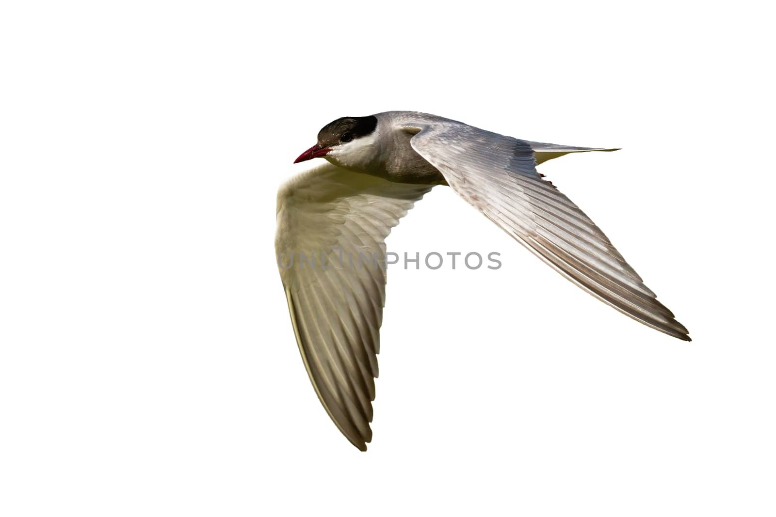 Common tern, sterna hirundo, sterna hirundo, in flight isolated on white background. Seabird hovering cut out on blank. Grey bird in the air with copy space.