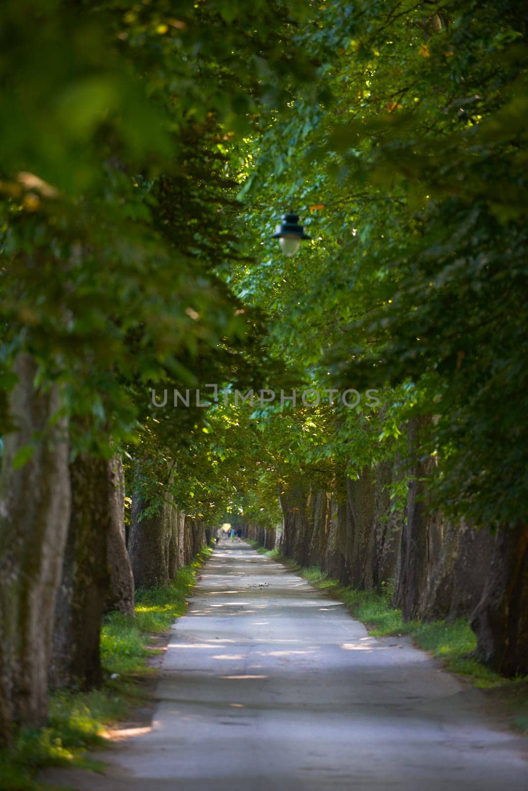 country road trought tree  alley in the park fresh  morning at spring nature landscape
