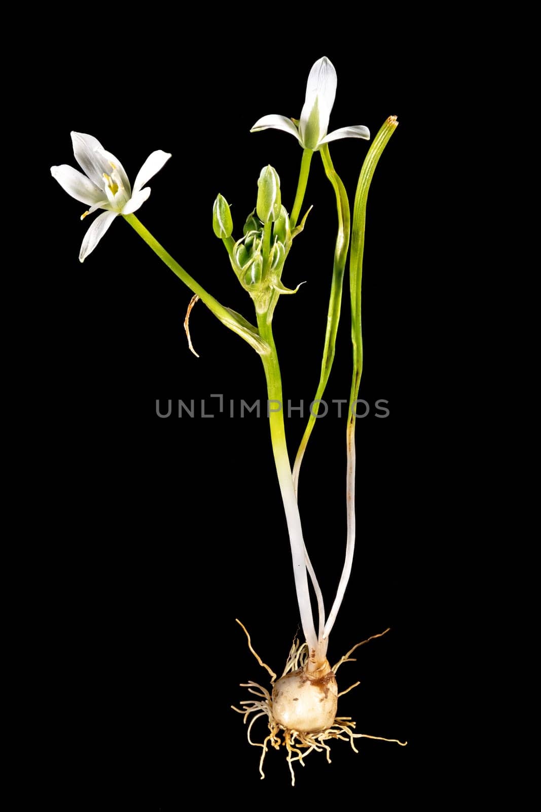 Complete milk star plant with bulb, leaves and flower isolated on black