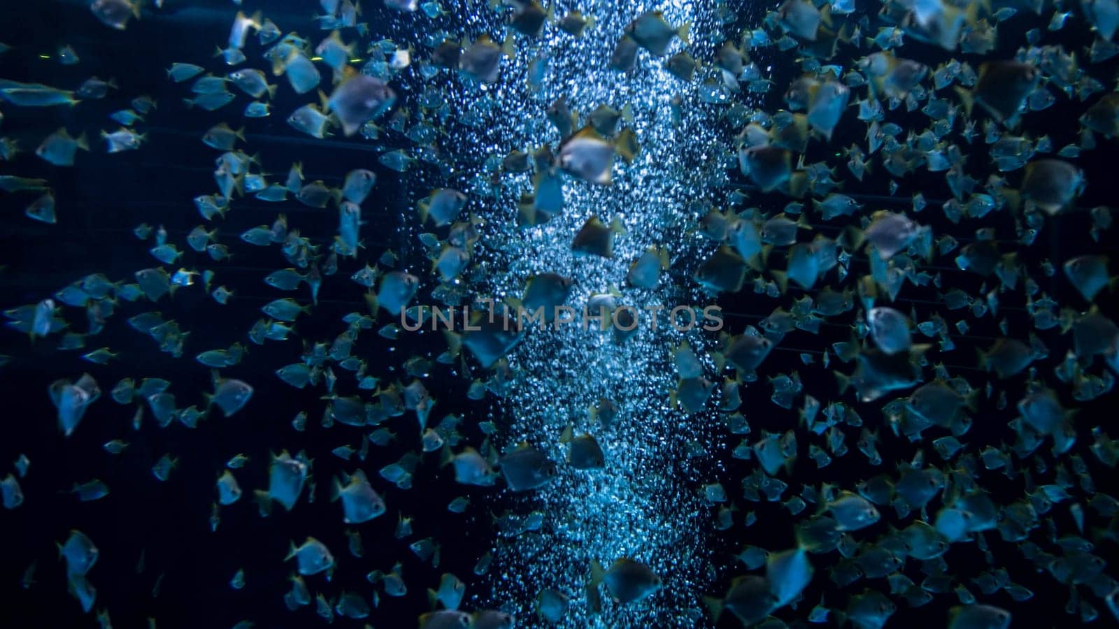 Big school of fishes swimming in aquarium at the zoo.