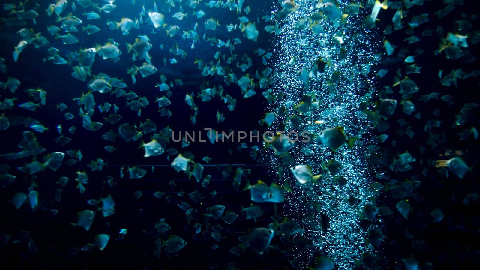 Underwater image of air bubbles floating in the aquarium with big school of fishes.
