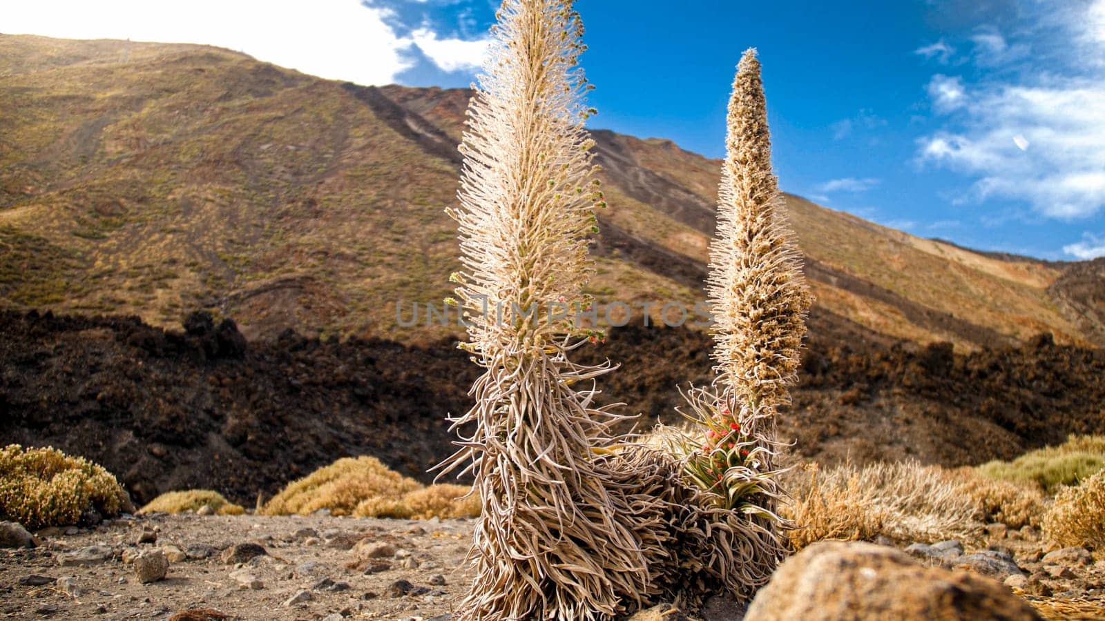 Dryed flowers and plant on the slope of big volcano in desert.
