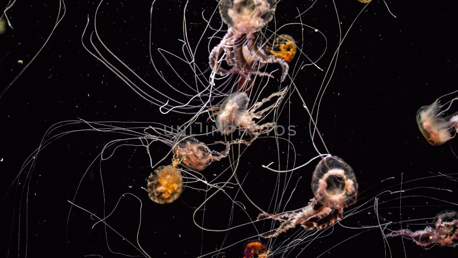 Underwater image of jellyfishes with long poisonous tentacles swimming in ocean.