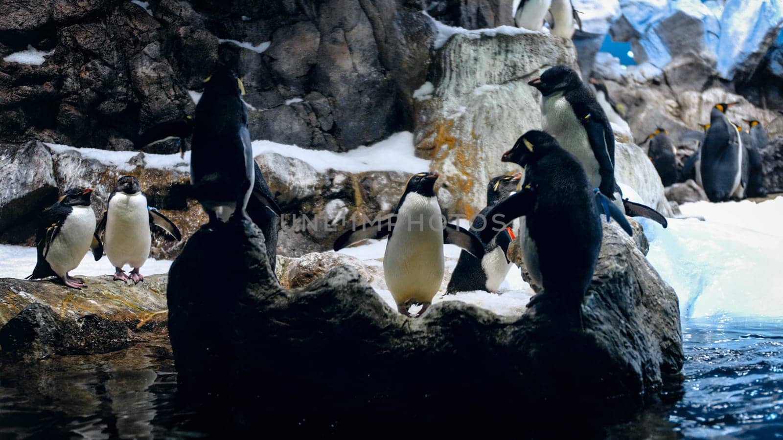 Penguins sitting on the cliff in zoo.