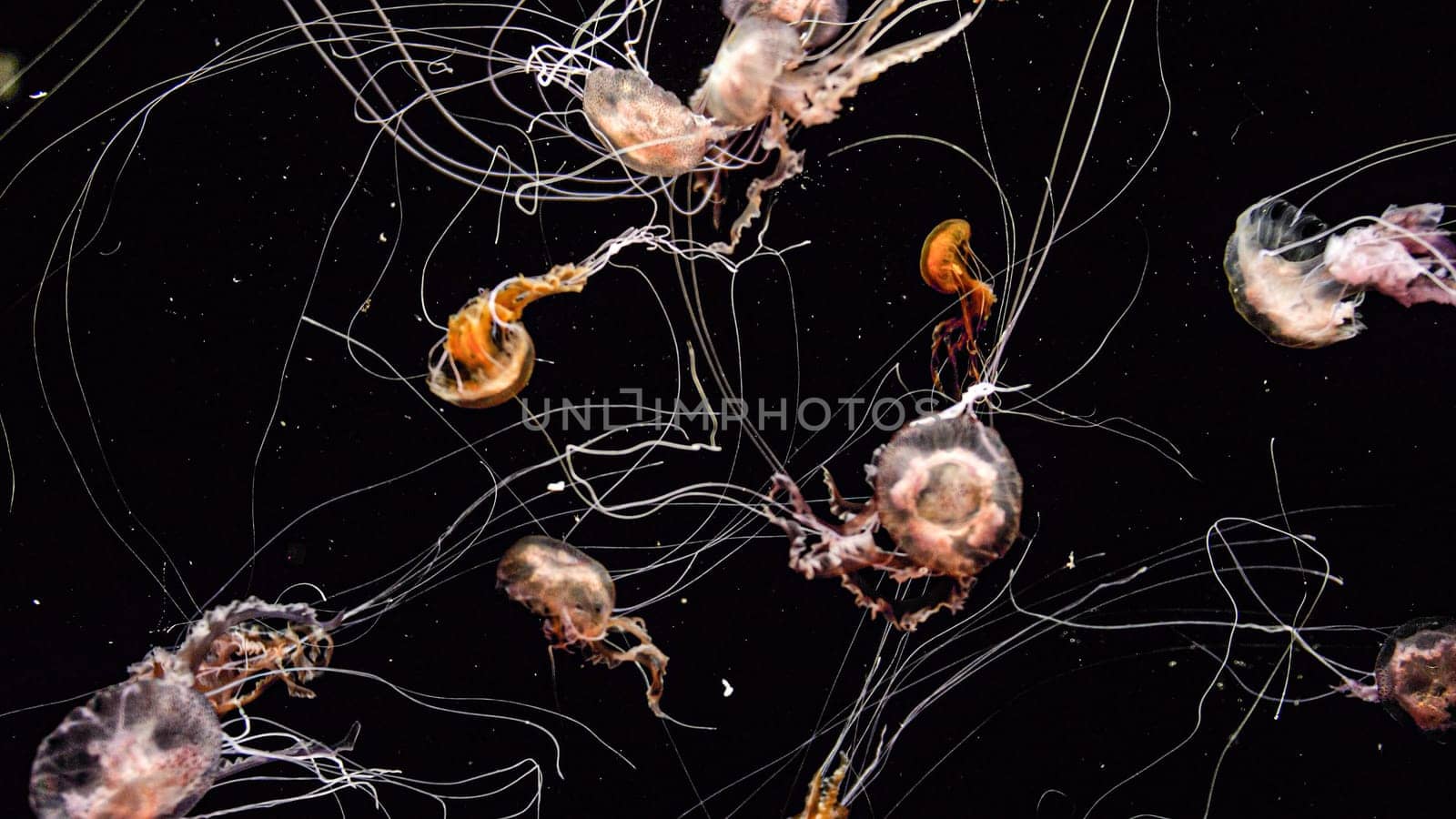 Colorful poisonous jellyfishes with toxic tentacles over black backgrund.
