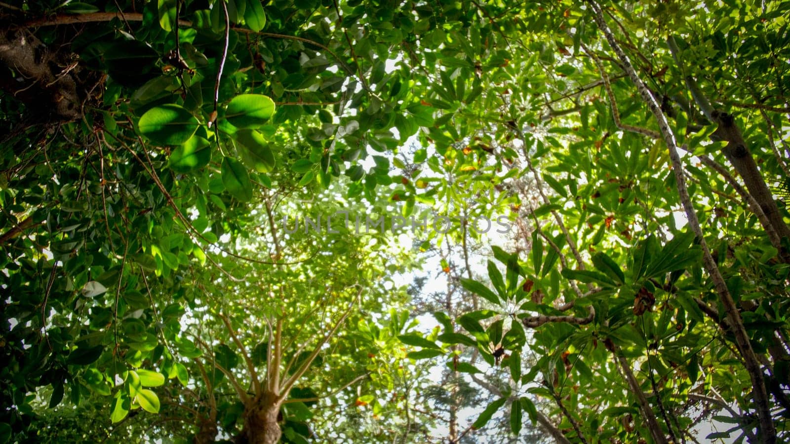 View from the ground on tree tops at tropical jungle rainforest.