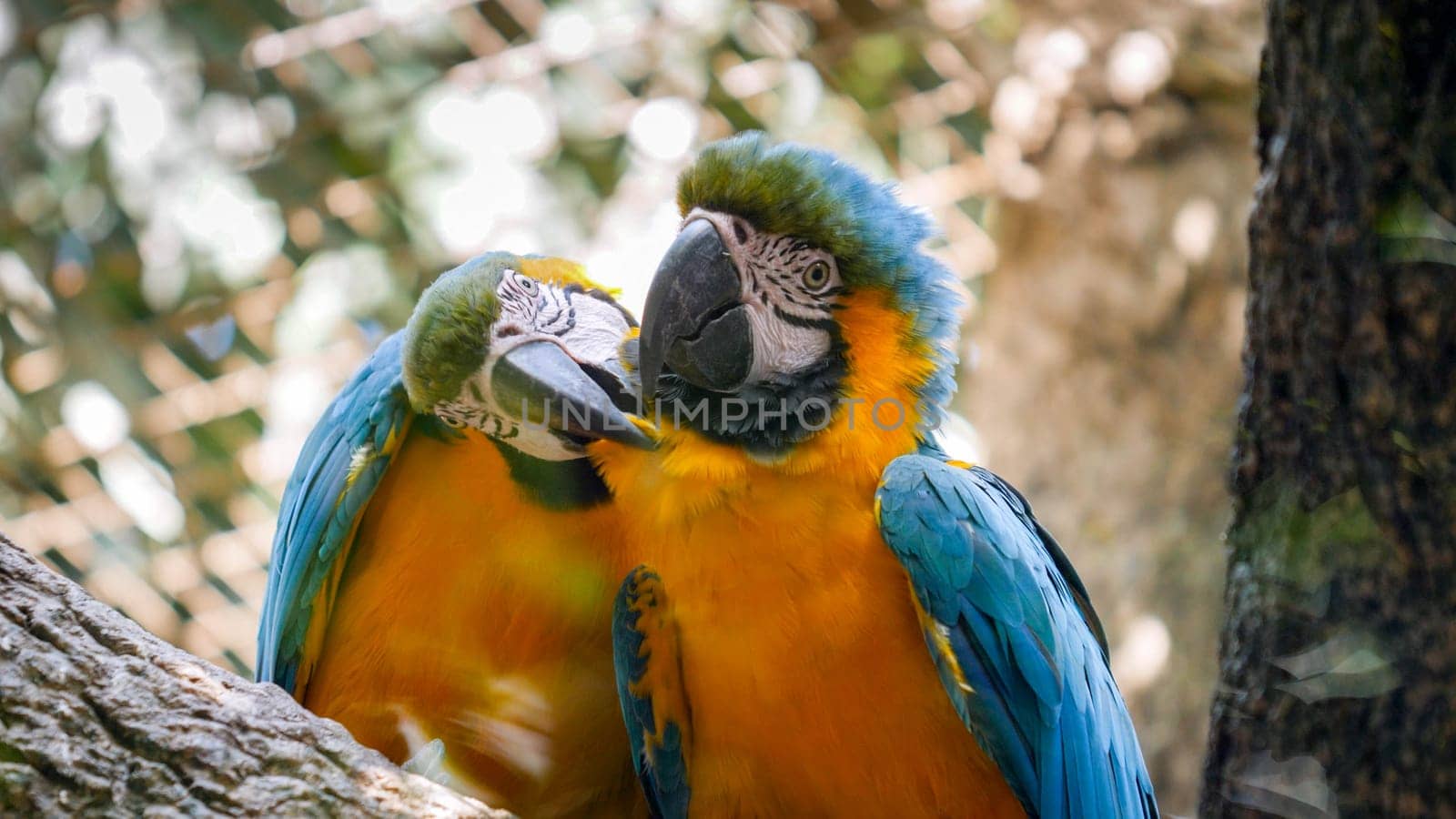 Closeup photo of macaw parrots couple cleaning each others feathers in the zoo.