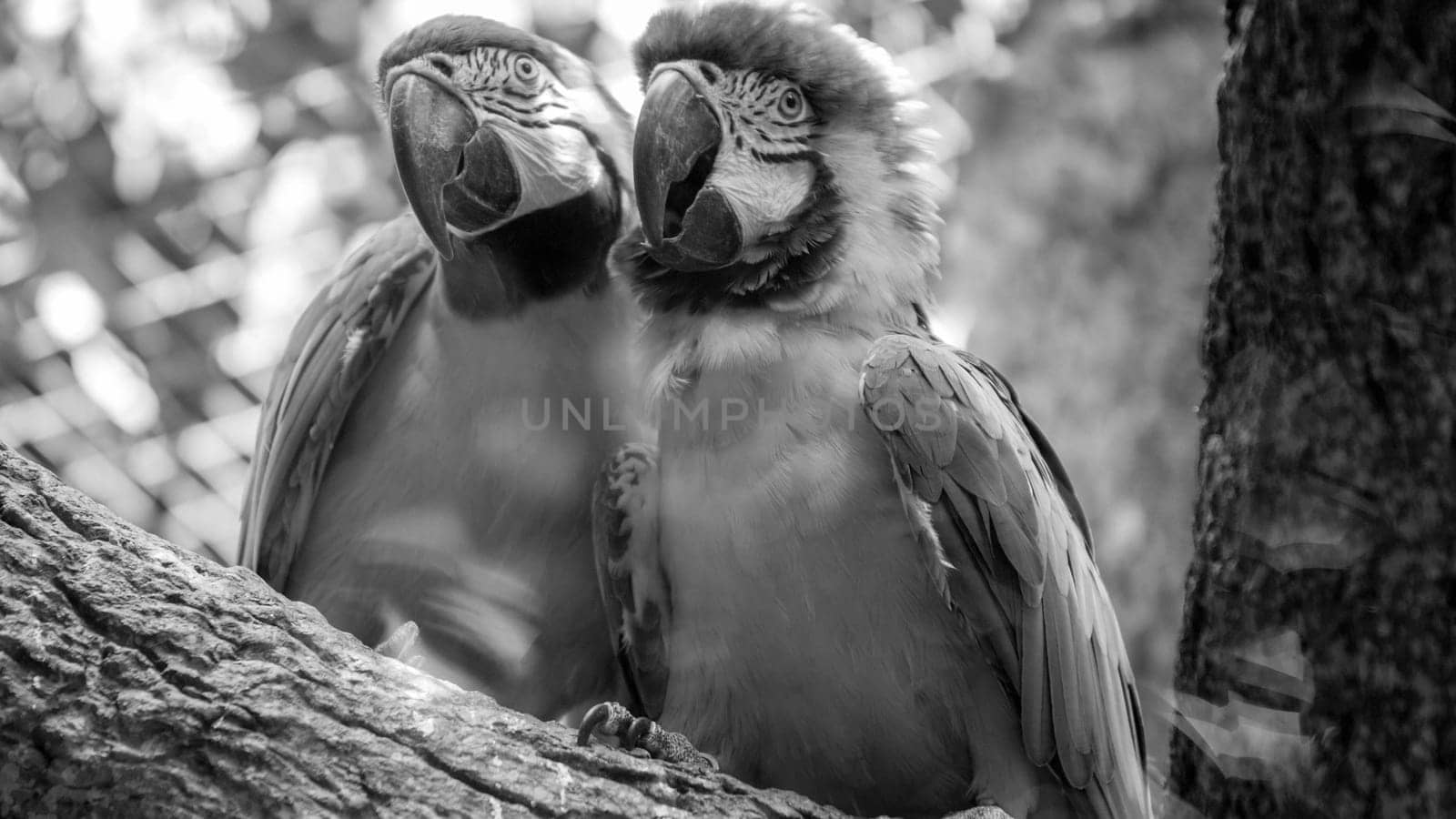 Black and white portrait of two macaw parrots sitting on the tree branch in zoo aviary.