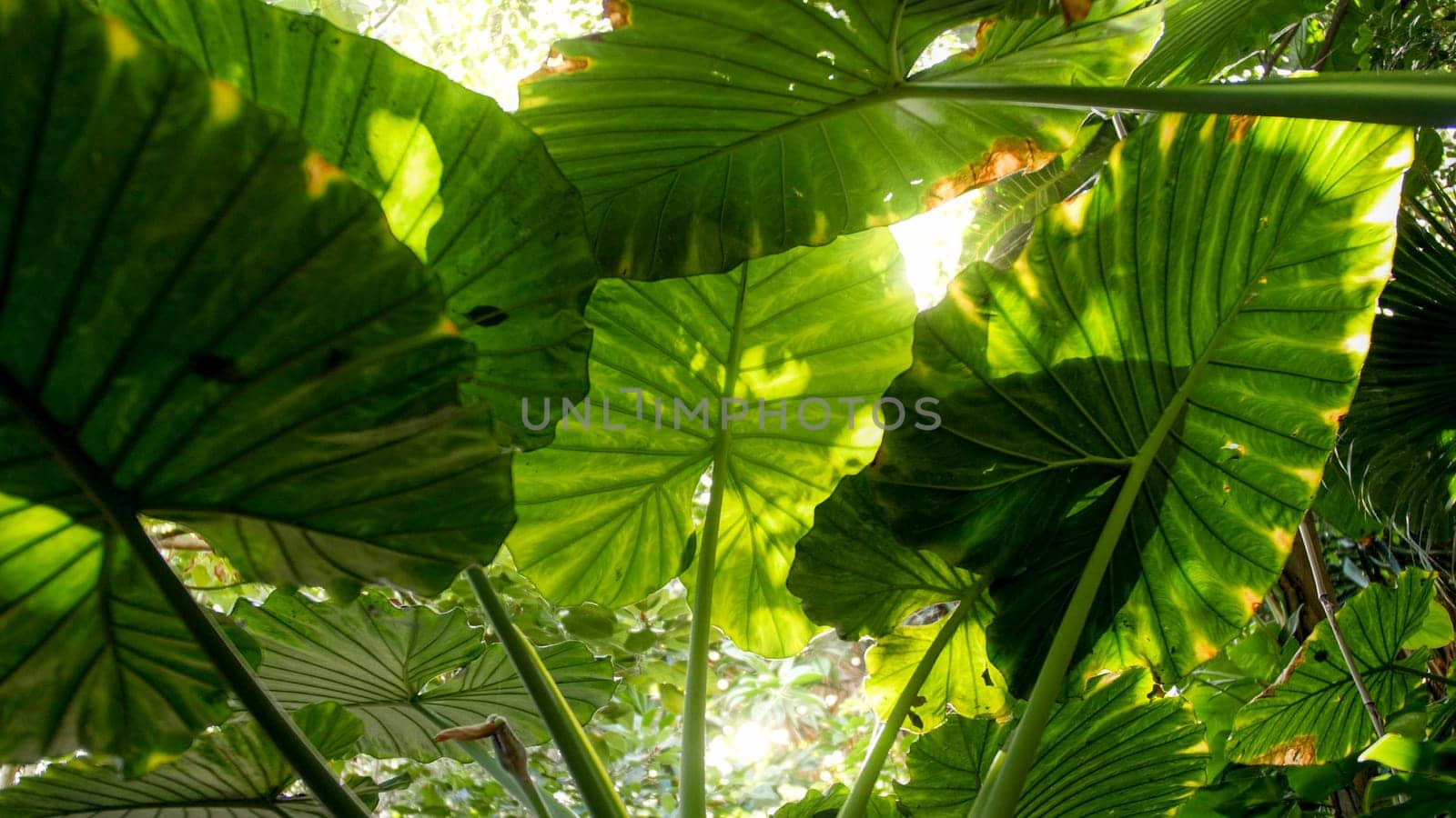 Sun shining through big leaves in tropical rainforest.