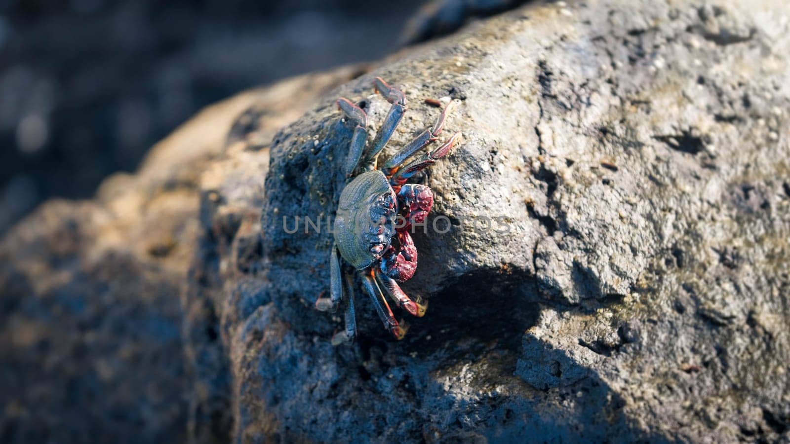 Closeup photo of big crab sitting on the rocks at ocean shore.