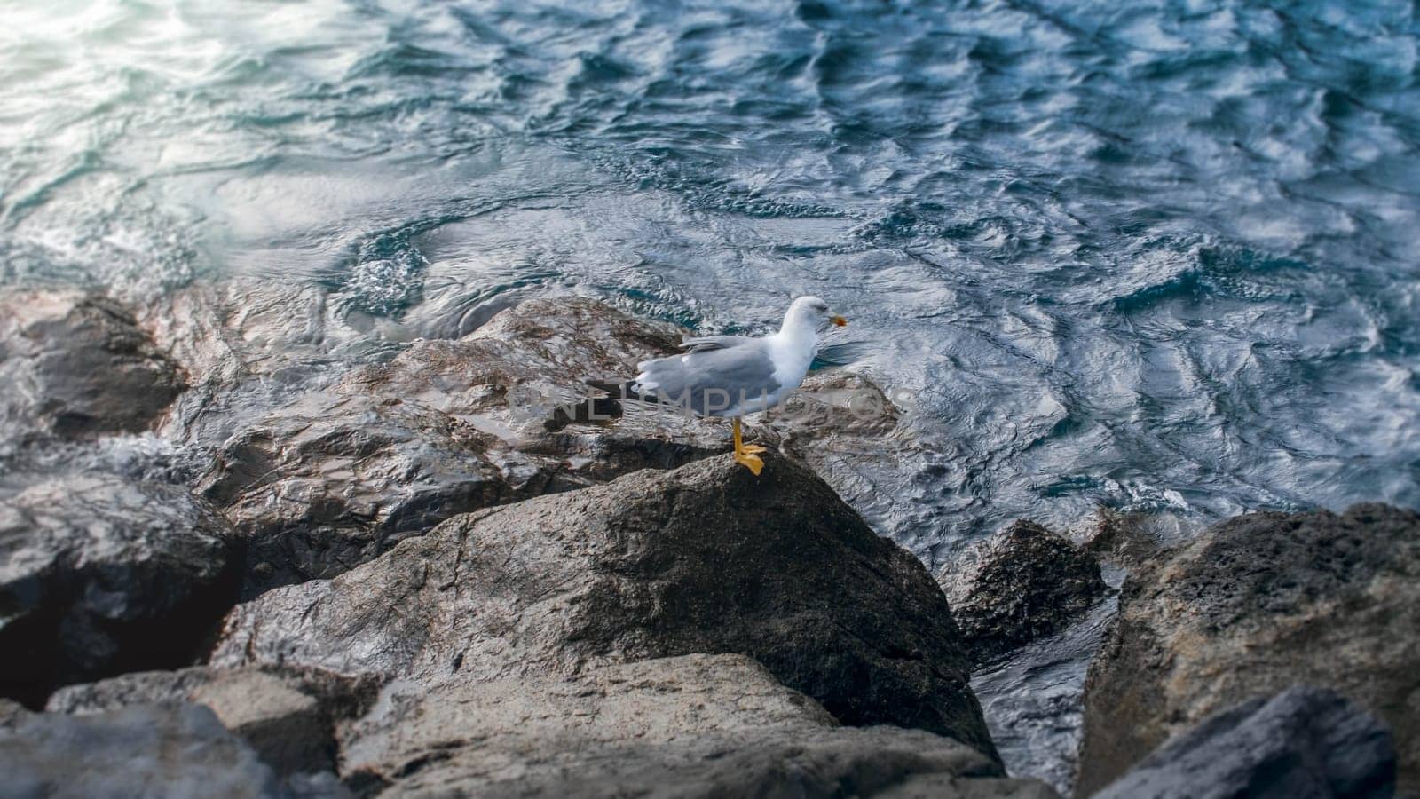 Beautiful seagull sitting on the rock in the ocean at windy day.