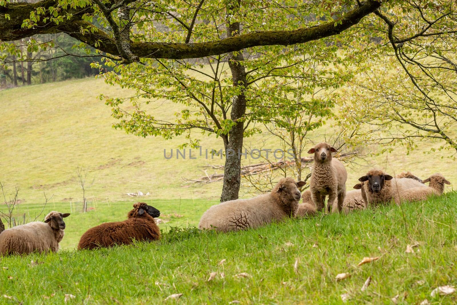 Young lamb stands between a flock of lying sheep and looks at the camera with copy space