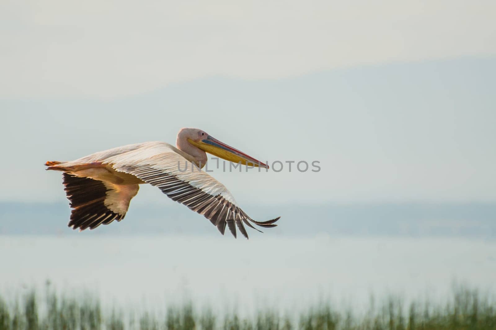 A pelican in flight with wings stretched slightly downwards over Lake Nakuru, with the green rushes seen below.