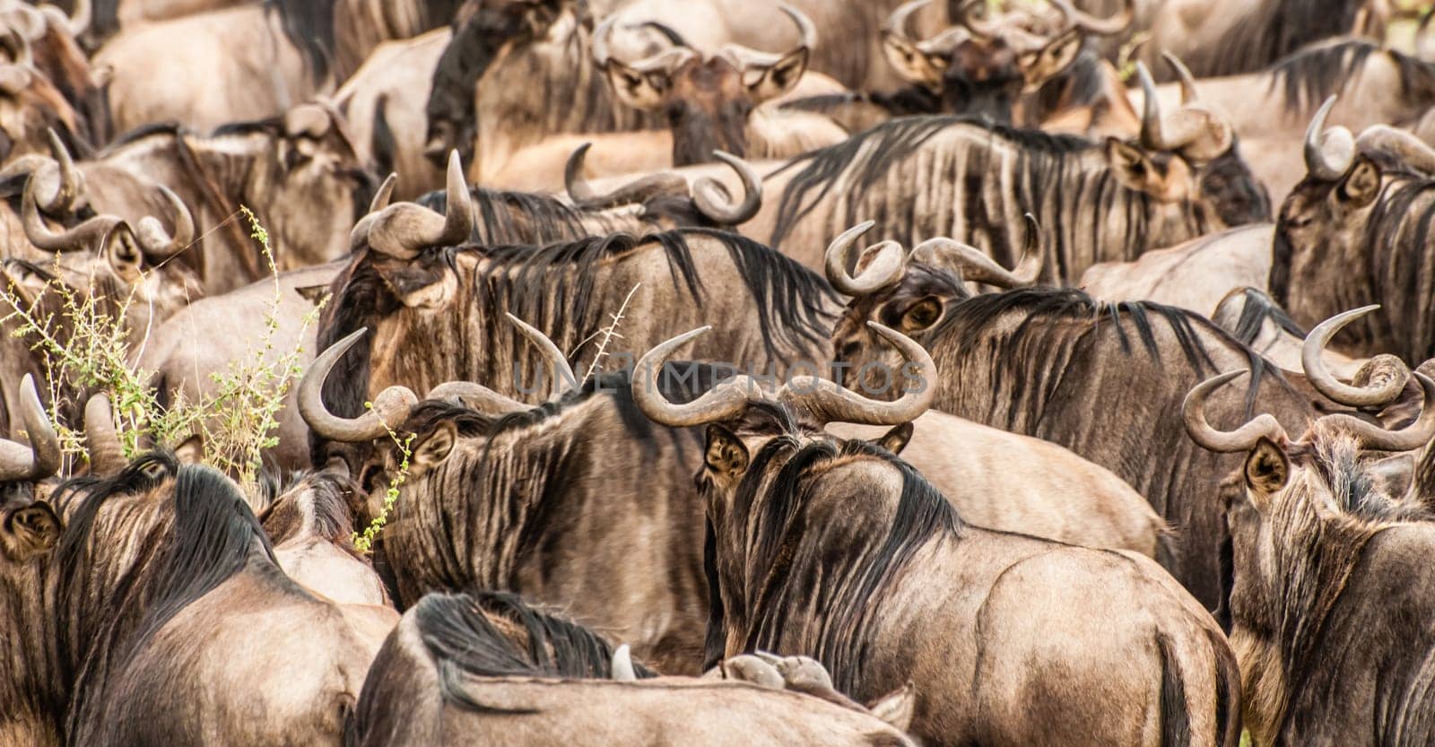 A herd of wildebeest cover the image showing almost nothing but brown bodies, horns, and black main.