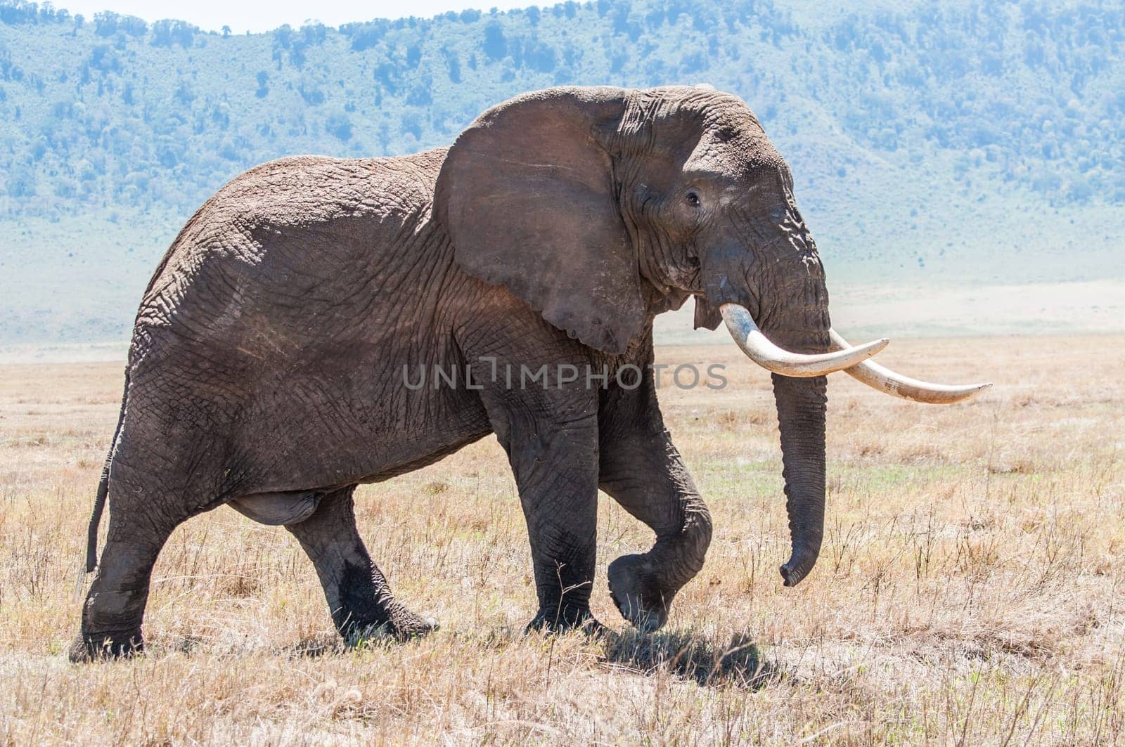 A huge elephant bull walks over the drie grassland inside the Ngorongoro Crater in full view, showing of his enourmous tusks.