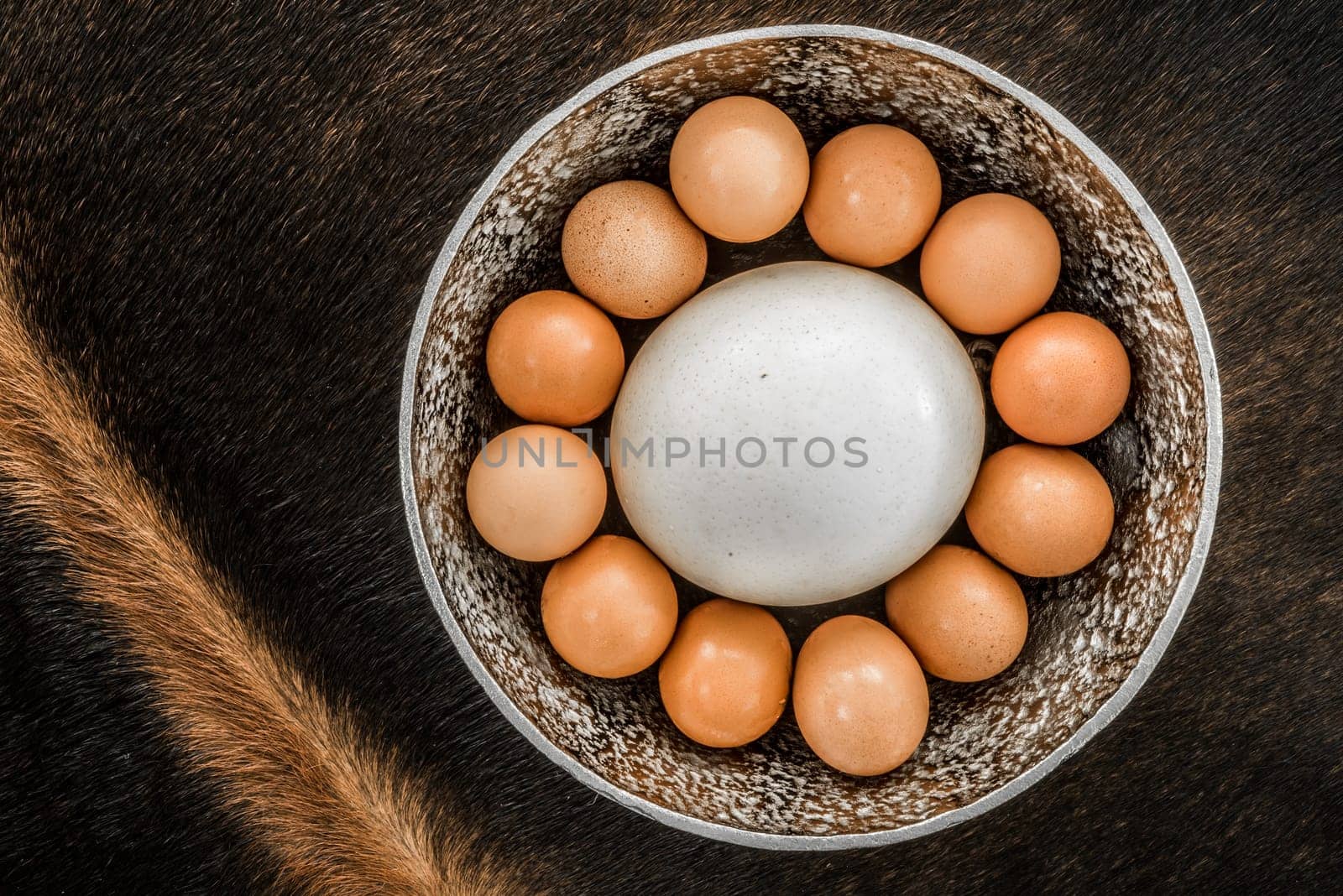 An Ostrich Egg in a bowl, surrounded by twelve large chicken eggs, viewed from the top as the bowl is placed on an oryx skin.