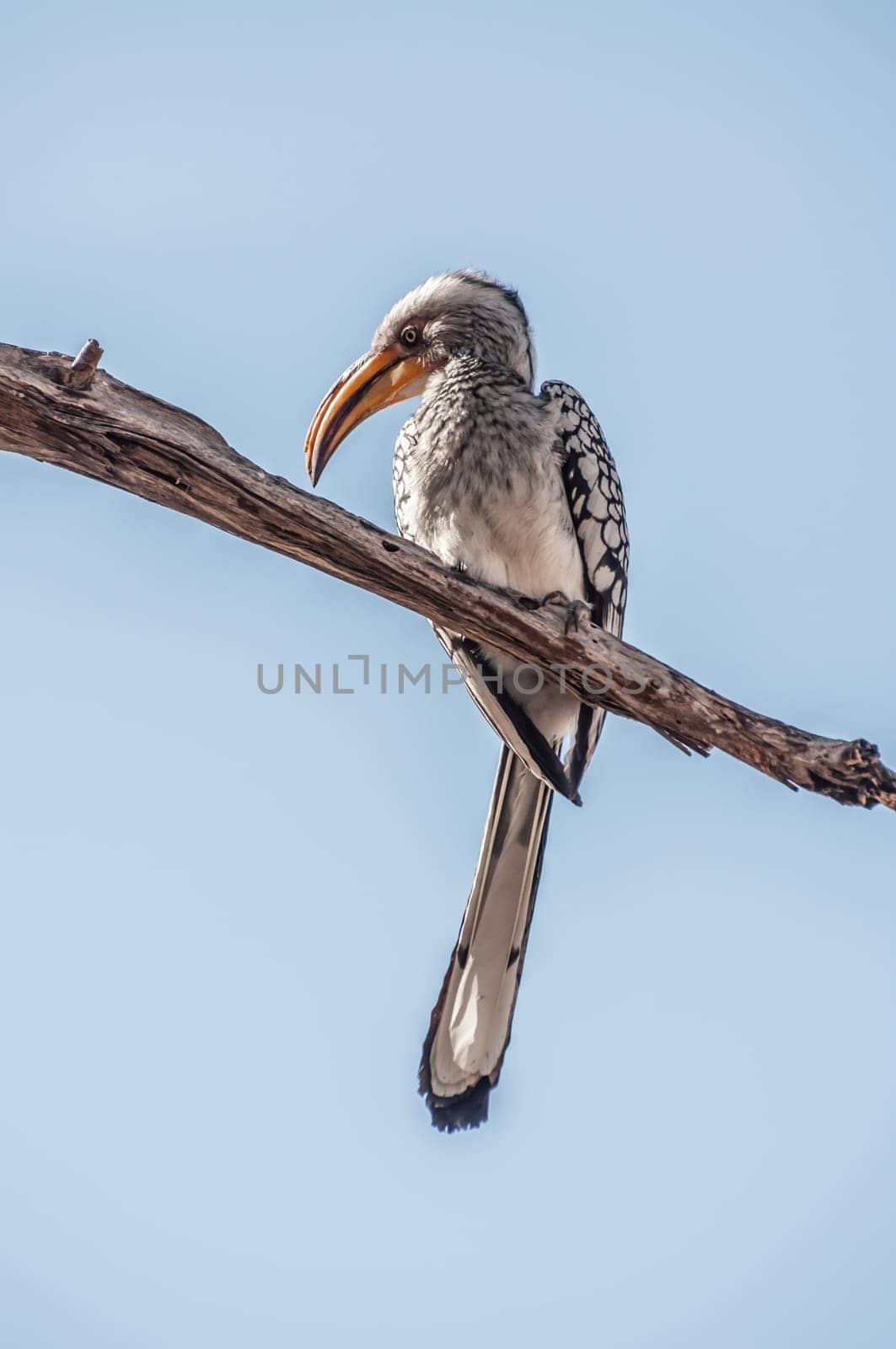 A southern yellow billed hornbilled sits on a dead branch high above against the blue sky, clearly revealing his white, grey and black feathers and yellow to orange bill.