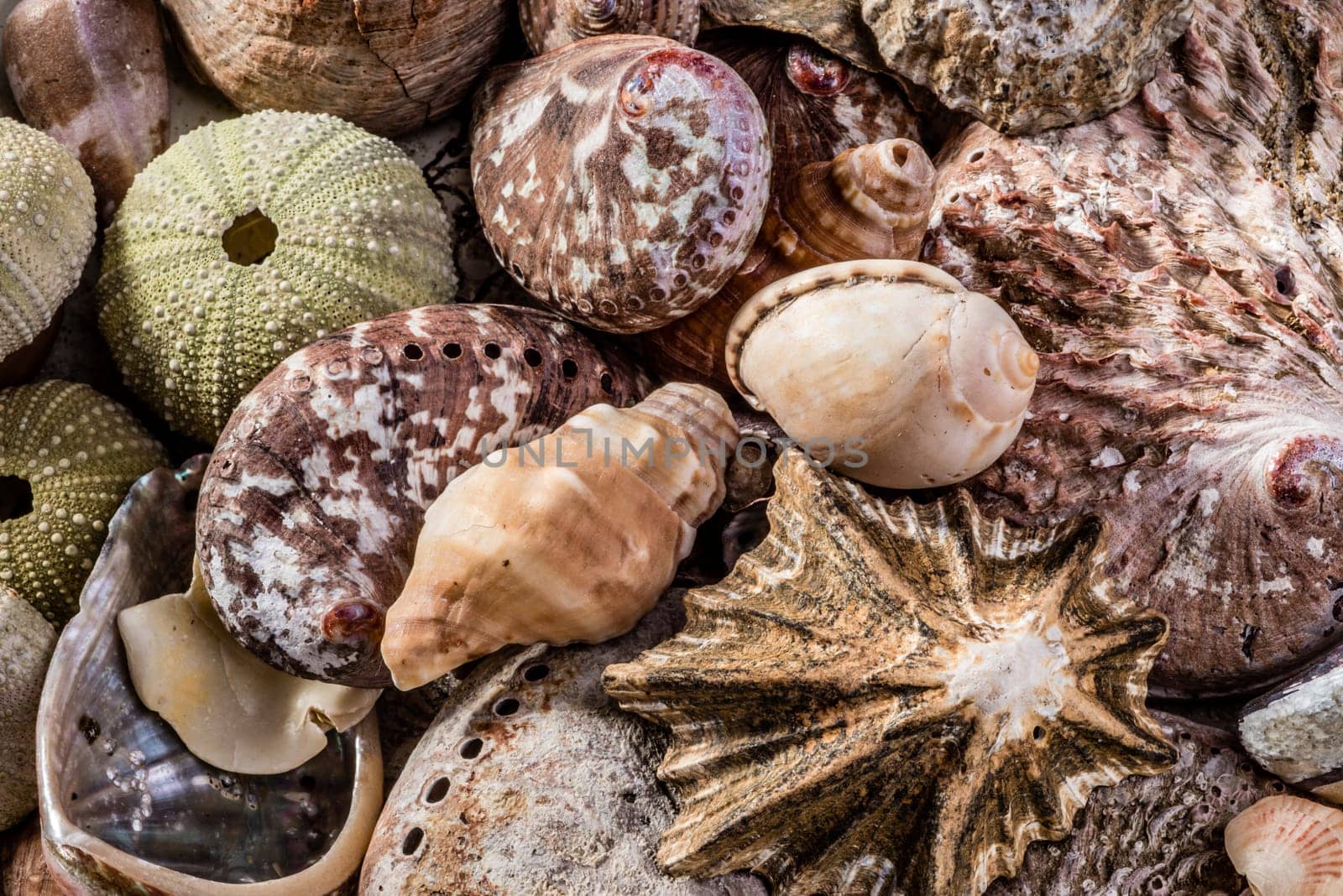A mix of different kinds and sizes of seahells together creating a background image of different colours, shapes and textures.
