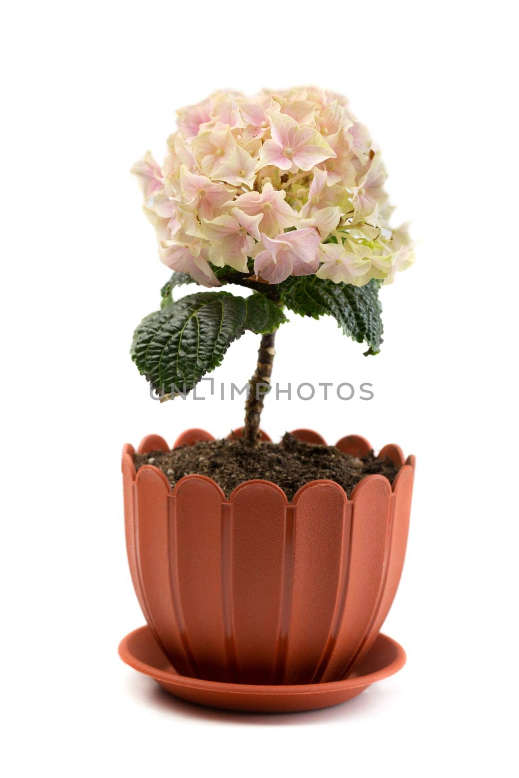 Artificial hydrangea in a pot. Isolated on white background