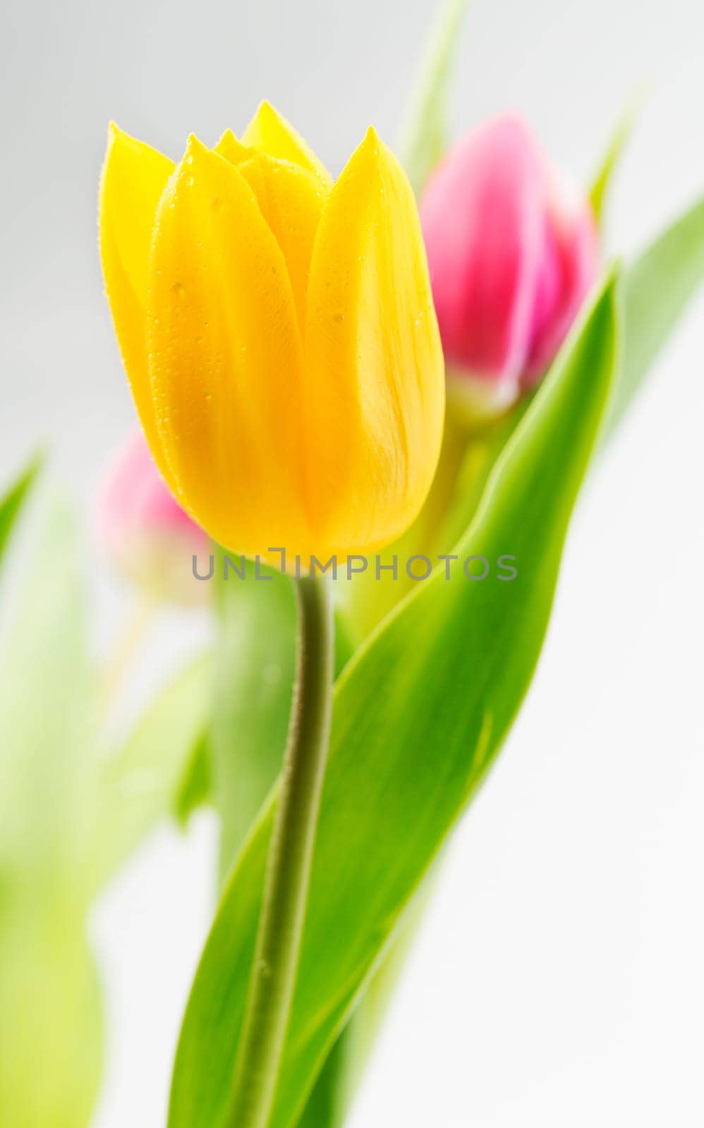 Yellow tulip closeup on a background of red flowers and green stems.