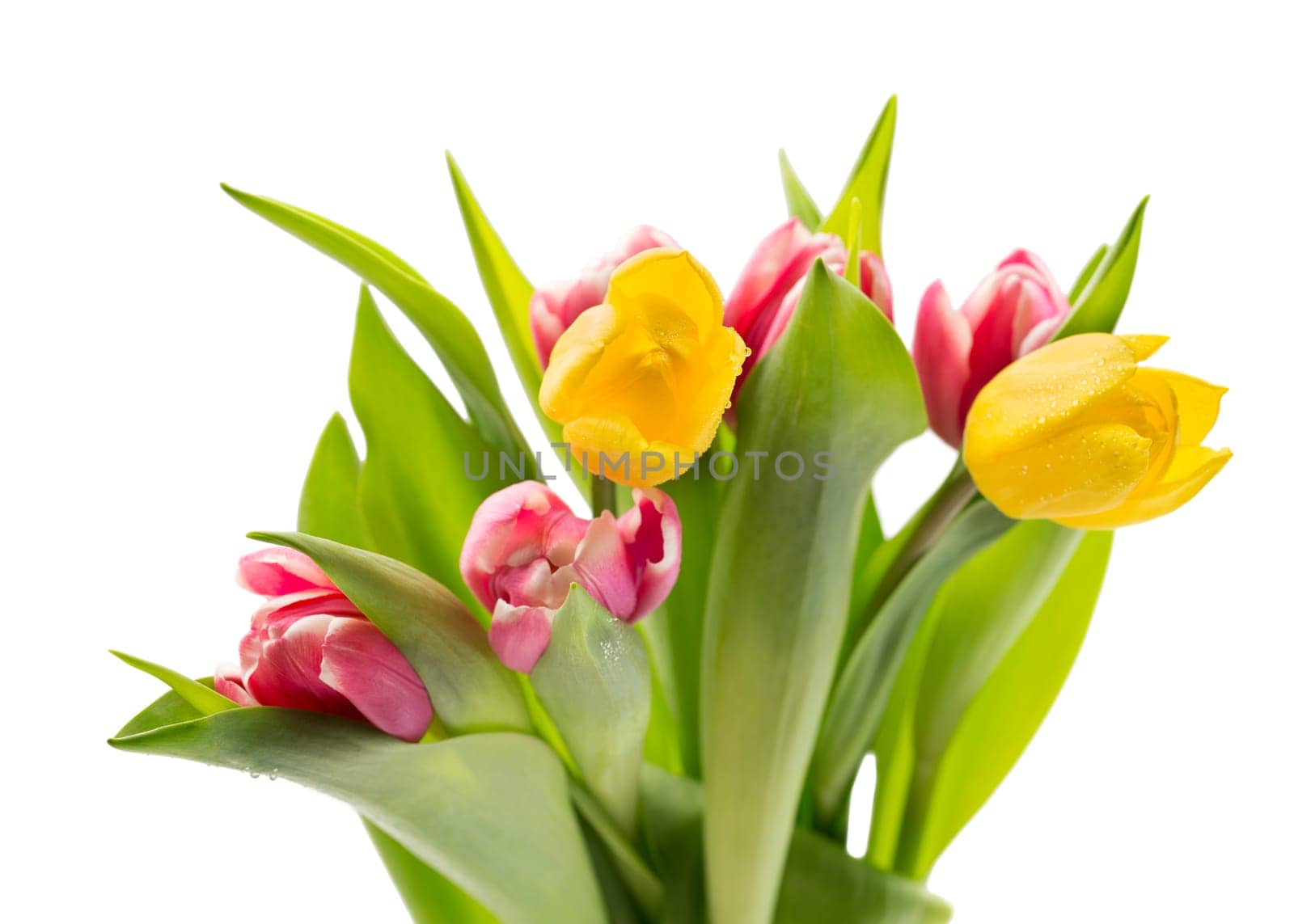 Bouquet of fresh tulips. Isolate on white background