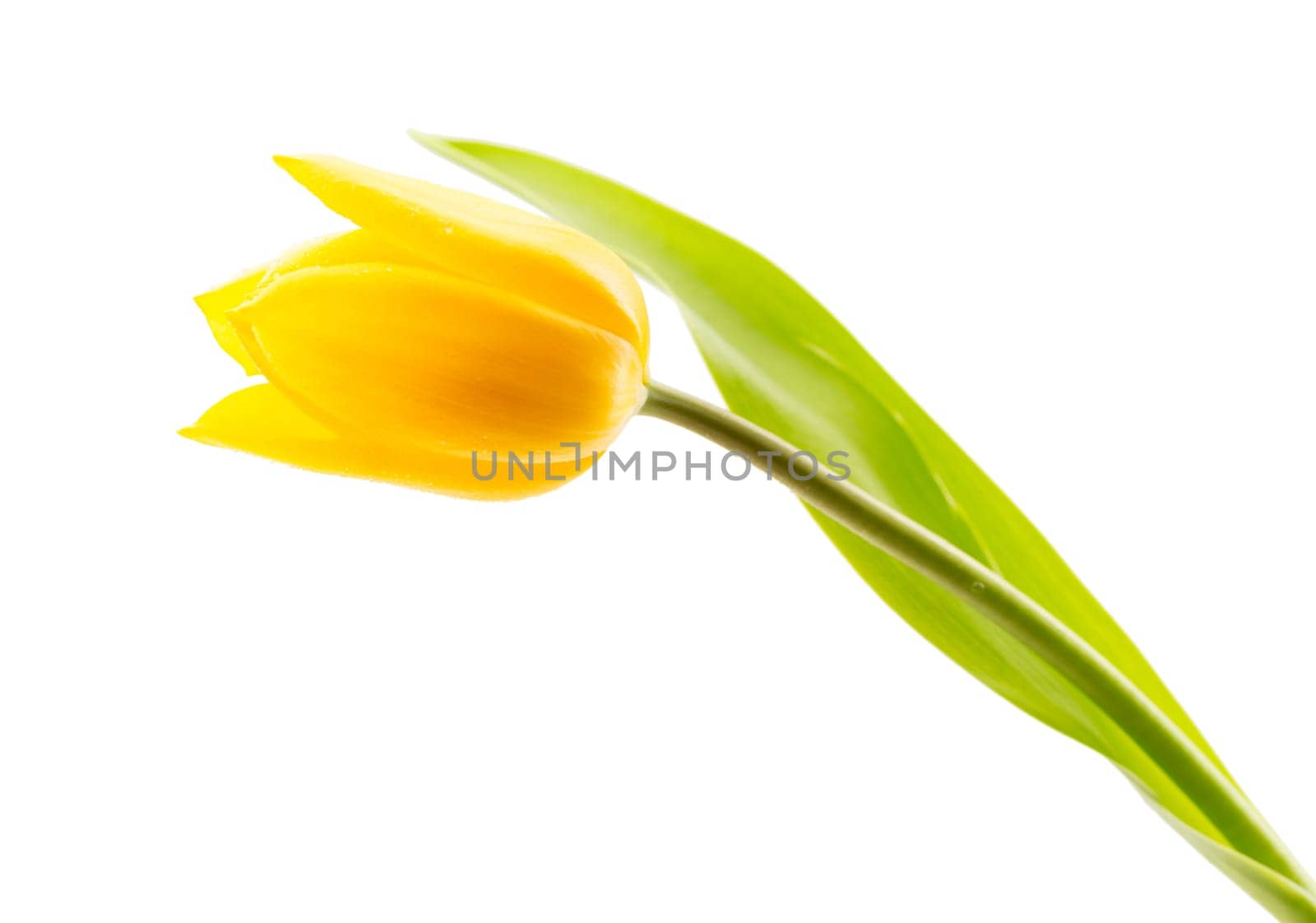 One yellow tulip. Isolate on white background.