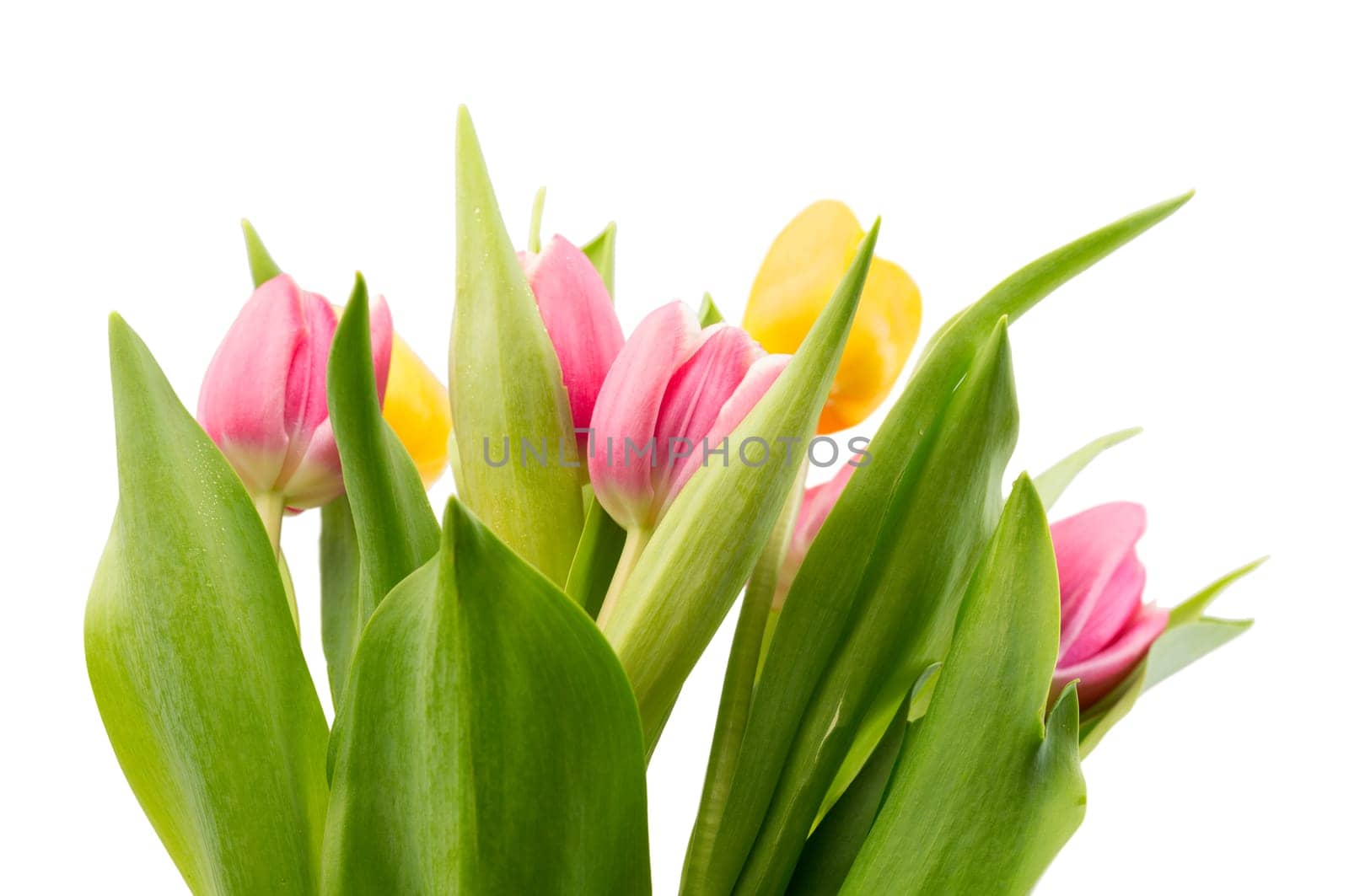 Bouquet of fresh tulips. Isolate on white background.