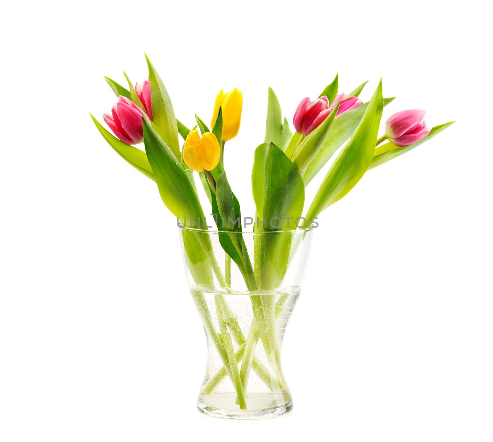 Bunch of tulips in the vase, isolate on white background