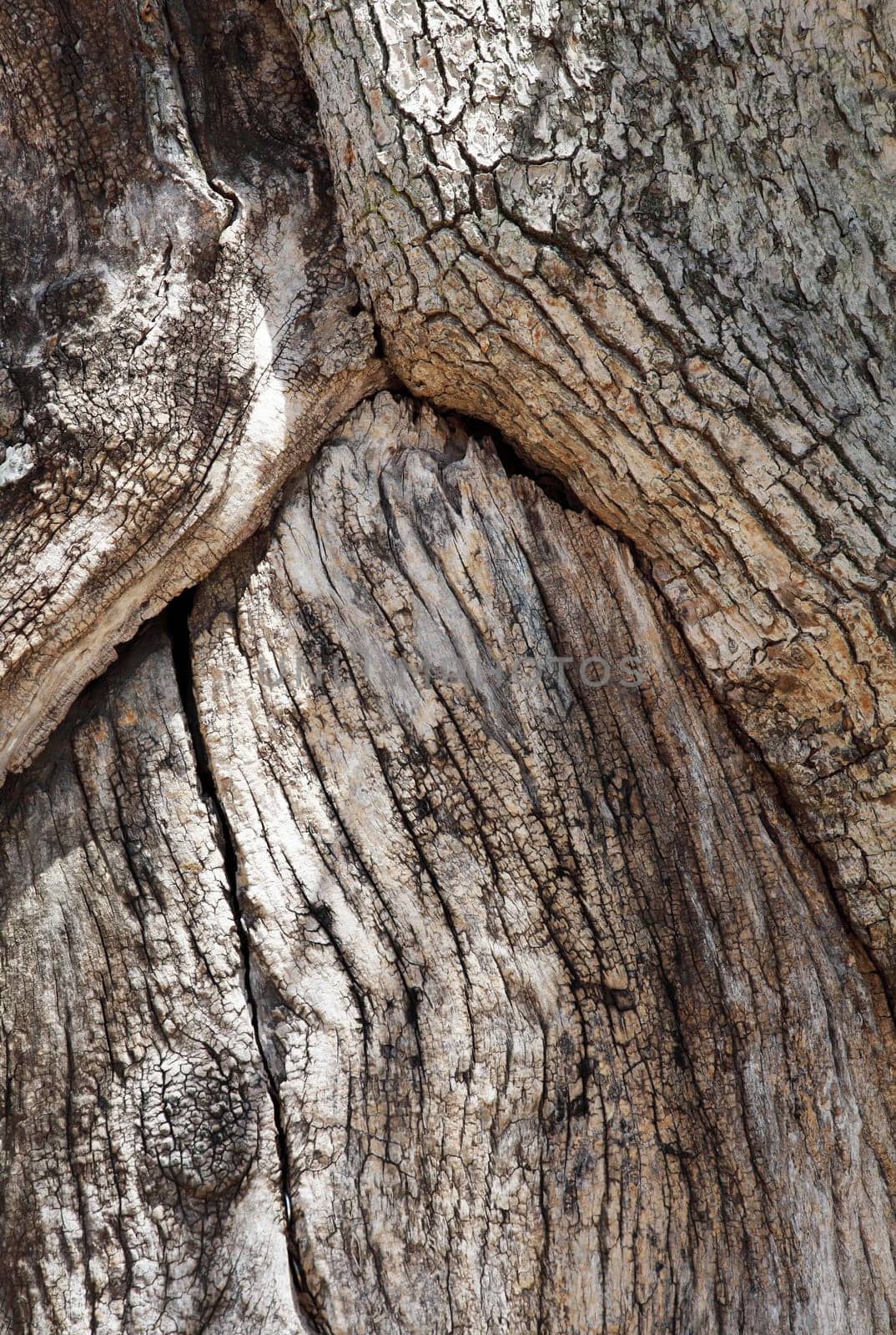 Close up texture of camphor on the tree bark