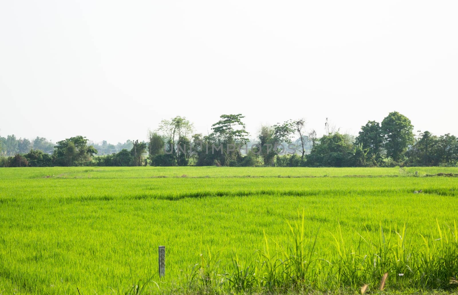 Rice field green grass with sun shine, stock photo