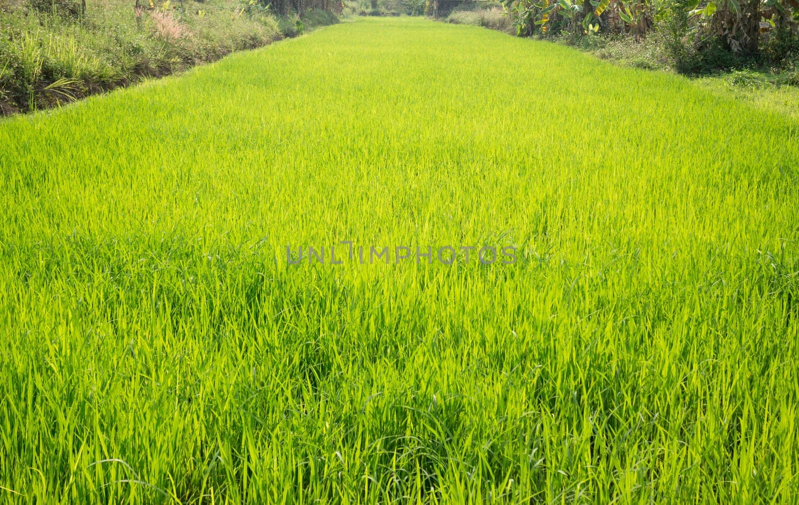 Rice field green grass with sun shine, stock photo