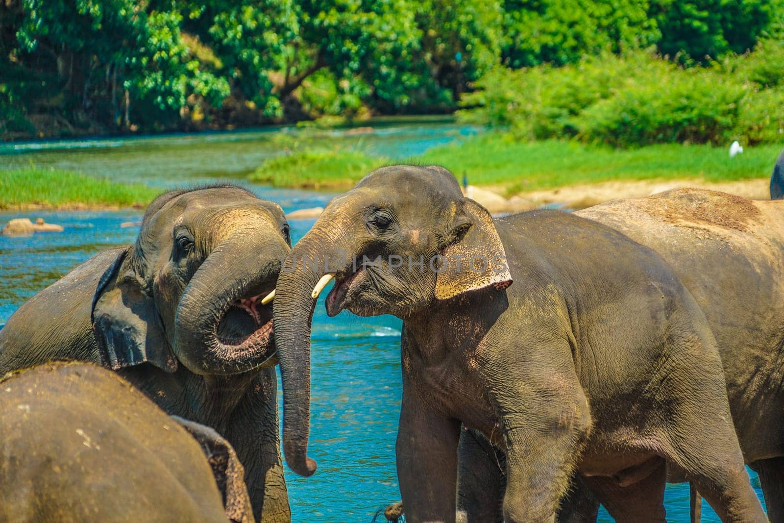 Wild elephant image (Sri Lanka Pinnawara). Shooting Location: Sri Lanka