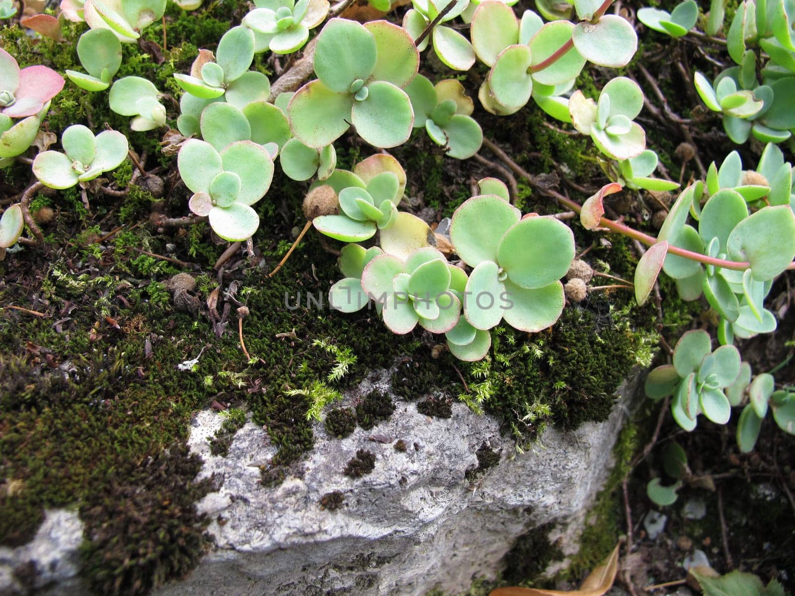 October stonecrop, Sedum sieboldii, in rock garden